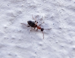 Anthelephila pedestris