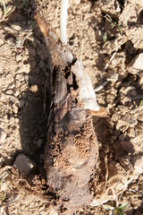 Colchicum crocifolium