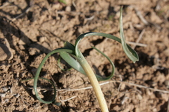 Colchicum crocifolium