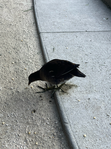 Eurasian Moorhen
