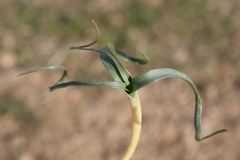 Colchicum crocifolium