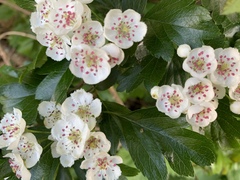 Crataegus