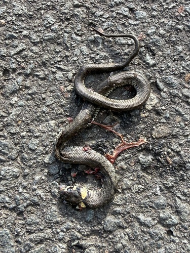 grass snake
