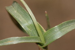 Colchicum crocifolium