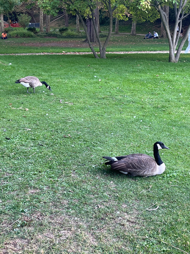 Canada Goose