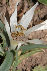 Colchicum crocifolium