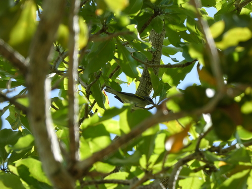 Golden-winged Warbler