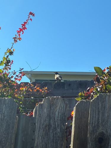 American Robin
