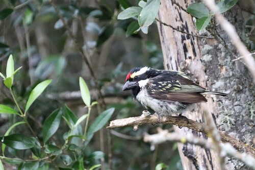 iNaturalist image