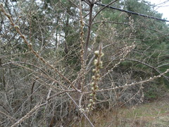 Hippophae rhamnoides
