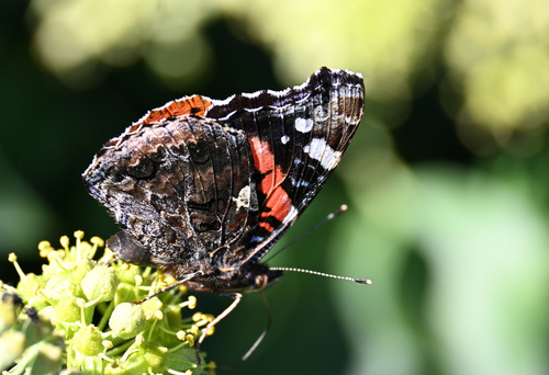 Red Admiral
