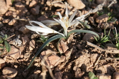 Colchicum crocifolium