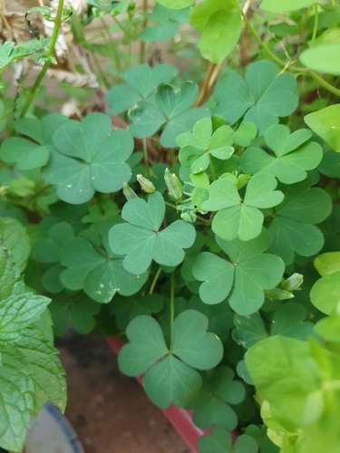 Creeping Woodsorrel