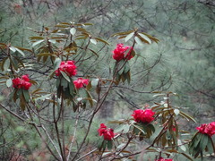 Rhododendron arboreum