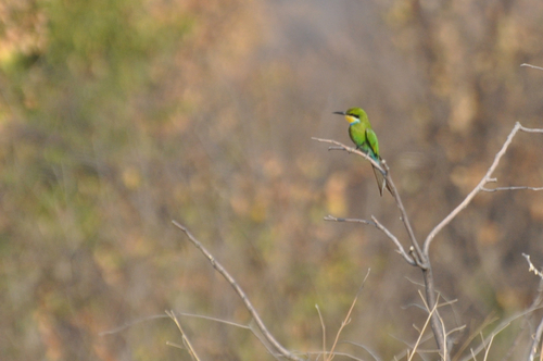 iNaturalist image