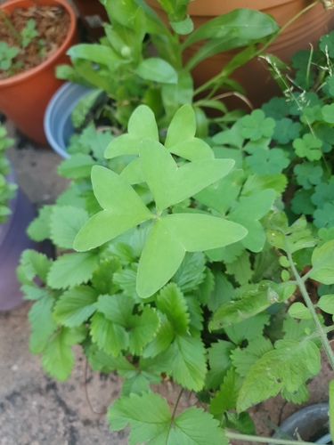 Garden pink-sorrel