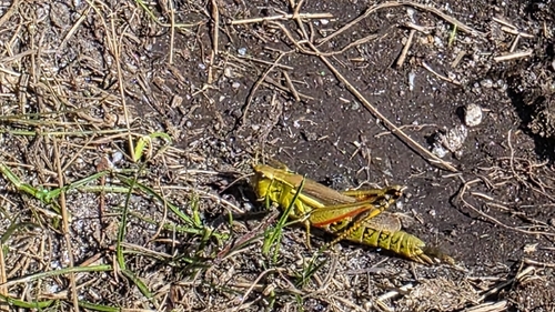 Large Marsh Grasshopper