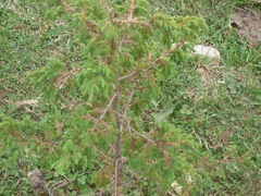 Juniperus recurva