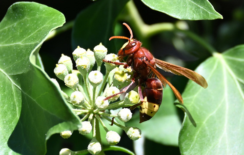 Oriental Hornet