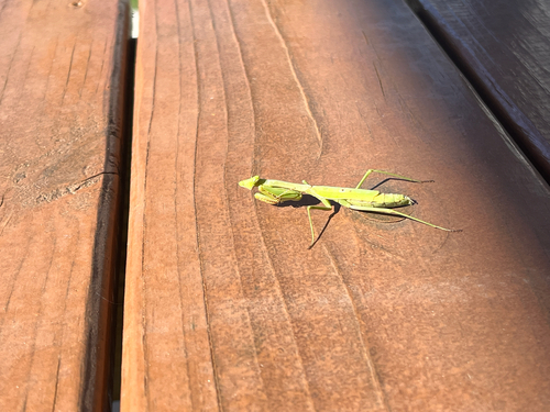 Carolina Mantis