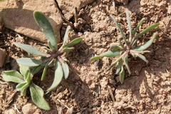 Coronilla scorpioides