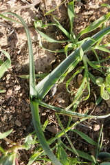Colchicum crocifolium