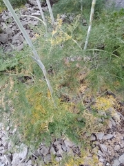 Ferula glauca