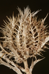 Atractylis cancellata