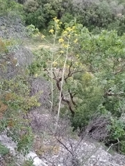 Ferula glauca