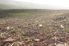 Colchicum crocifolium