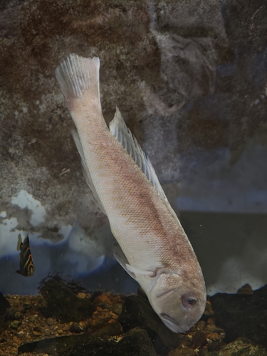 Branchiostegus albus observed 2026-10-02