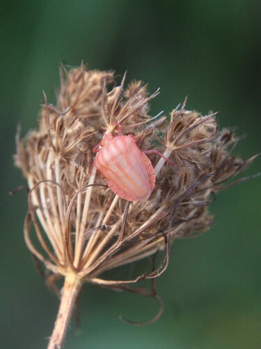 European Striped Shield Bug