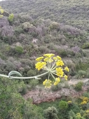 Ferula glauca