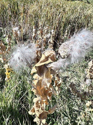 showy milkweed
