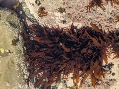 Prionitis lanceolata