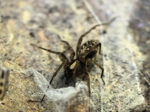 Histopona torpida