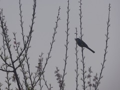 Pericrocotus ethologus