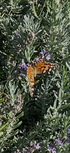 Painted Lady