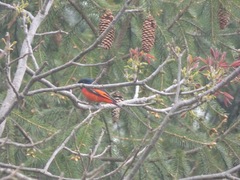 Pericrocotus ethologus