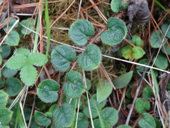 Gaultheria nummularioides