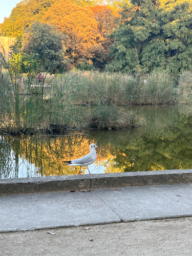 Black-headed Gull