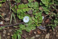 Evolvulus prostratus