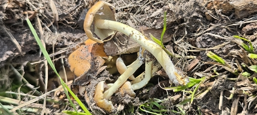 Sulphur Tuft