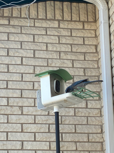 Woodhouse's Scrub-Jay