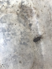 Anasa scorbutica