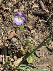 Phacelia grandiflora