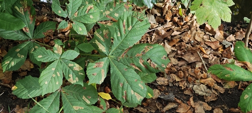 Horse-chestnut Leafminer