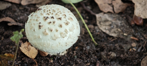 False Death-cap