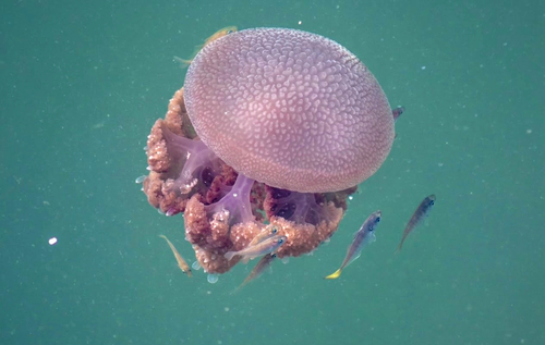 Warty Jellyfish