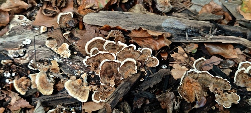 turkey-tail